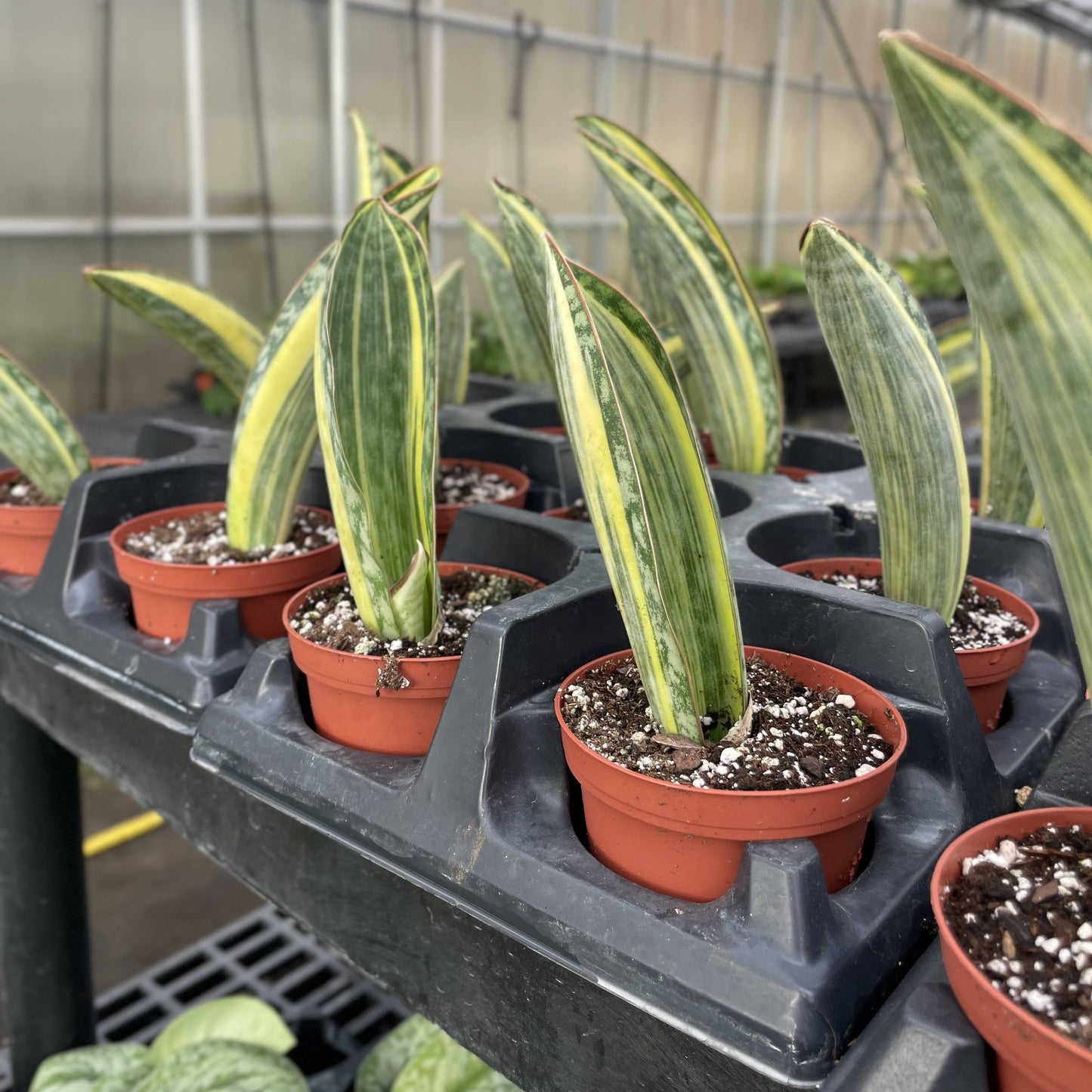 Variegated Whale Fin Snake Plant - Live Plant - Rare
