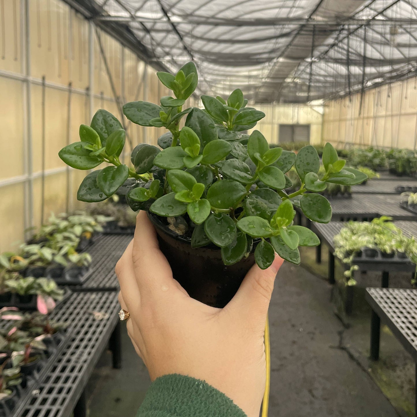 Goldfish Plant - Live Plant