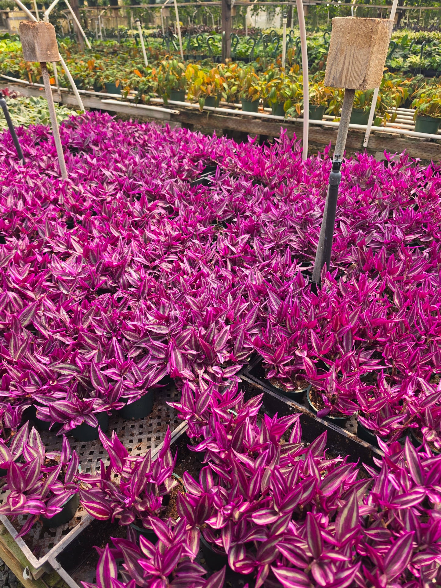 Tradescantia Zebrina 'Pink Passion'