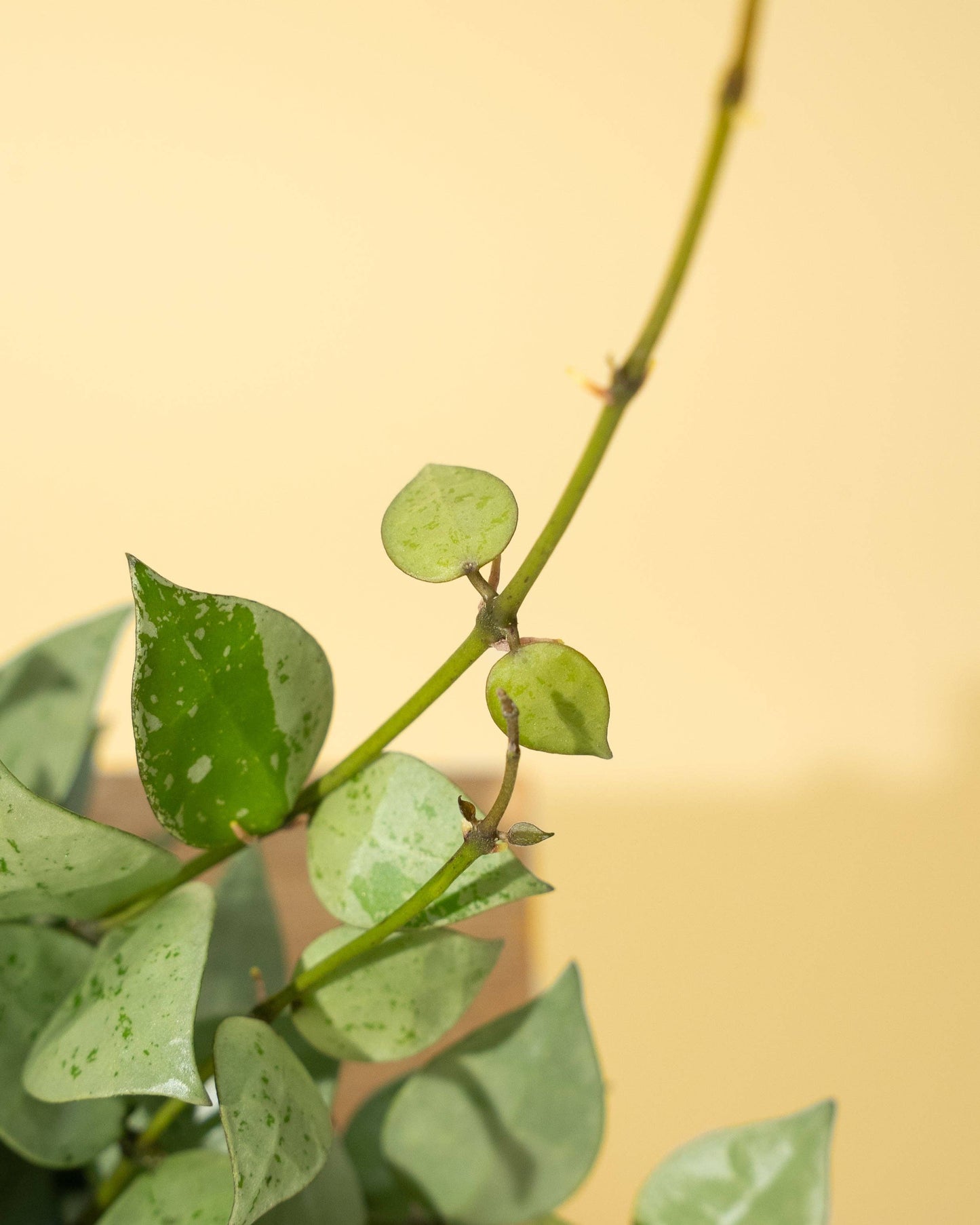 4" Hoya 'Krohniana Super Silver'