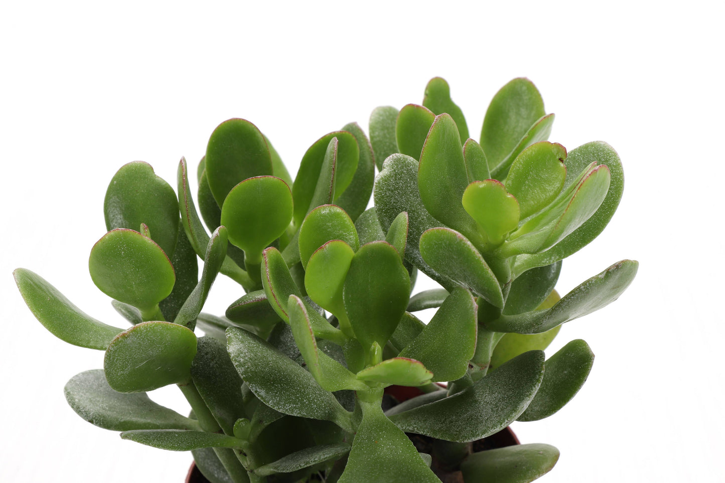 Jade Succulent Plant - Live Plant
