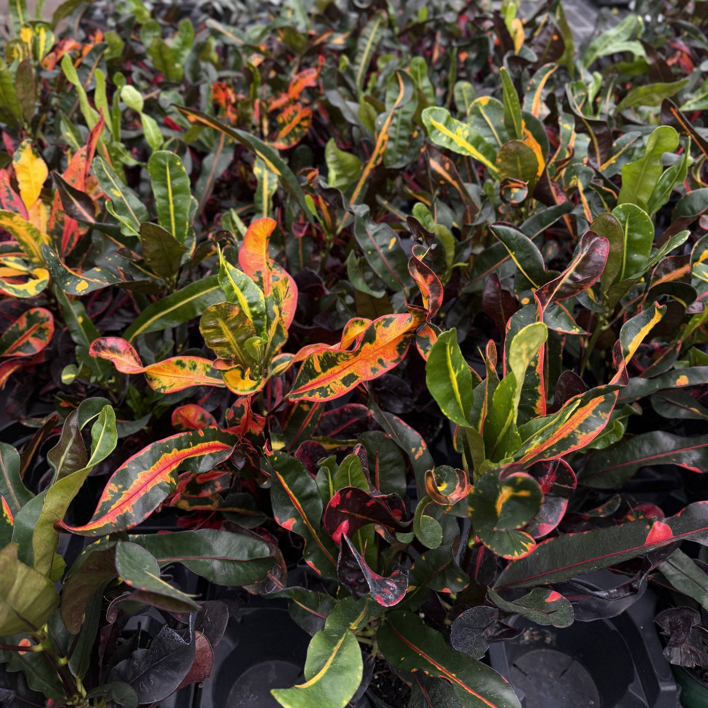 Mammy Croton - Live Plant
