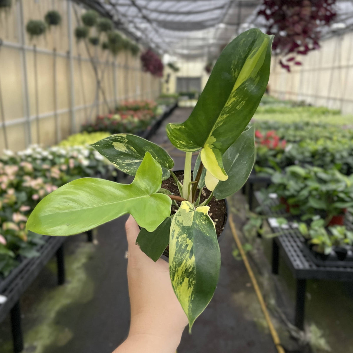 Variegated Florida Beauty Philodendron - 4" Live Rare Plant