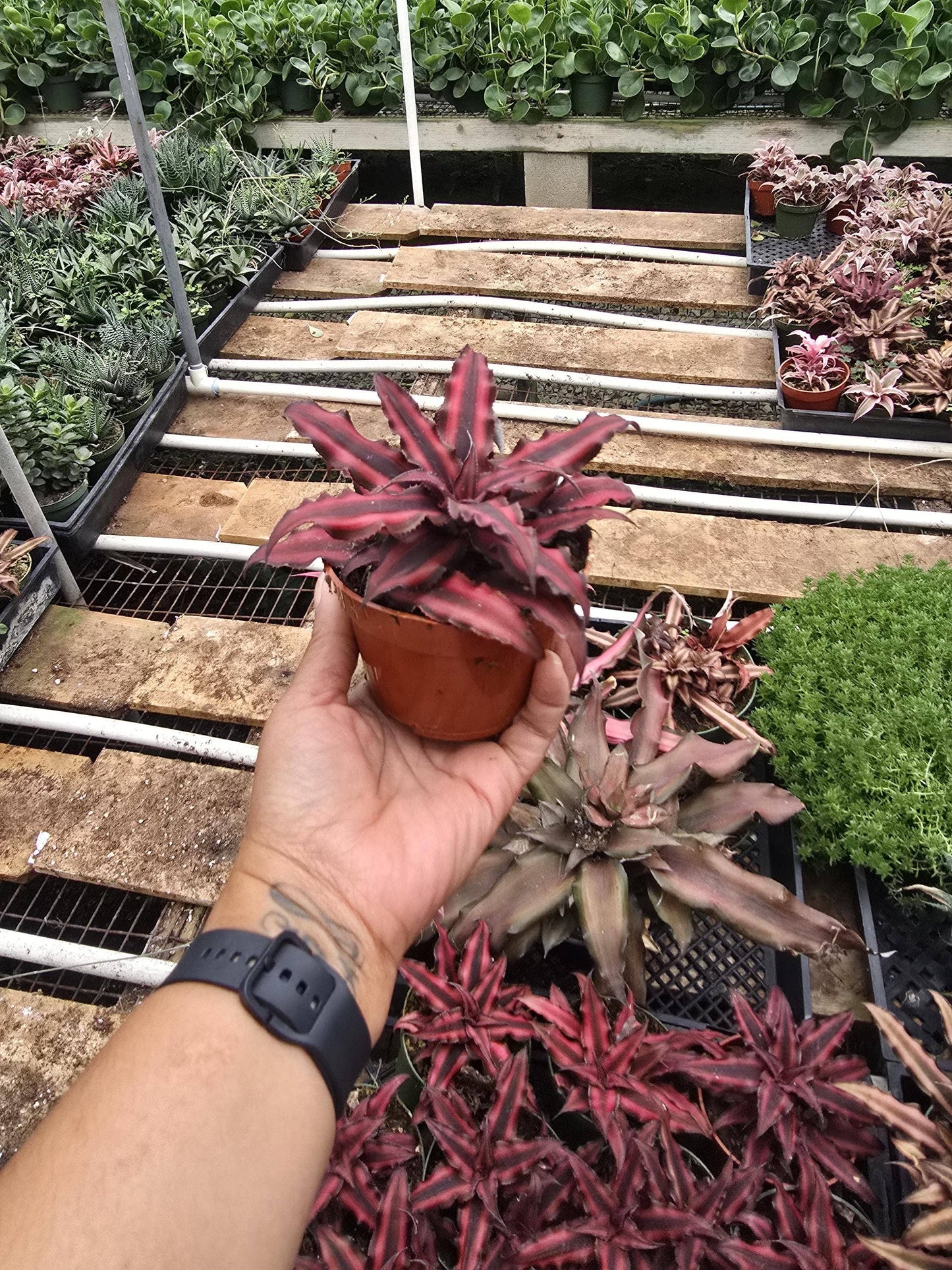 Bromeliad Red Earth Star 4 inch pot