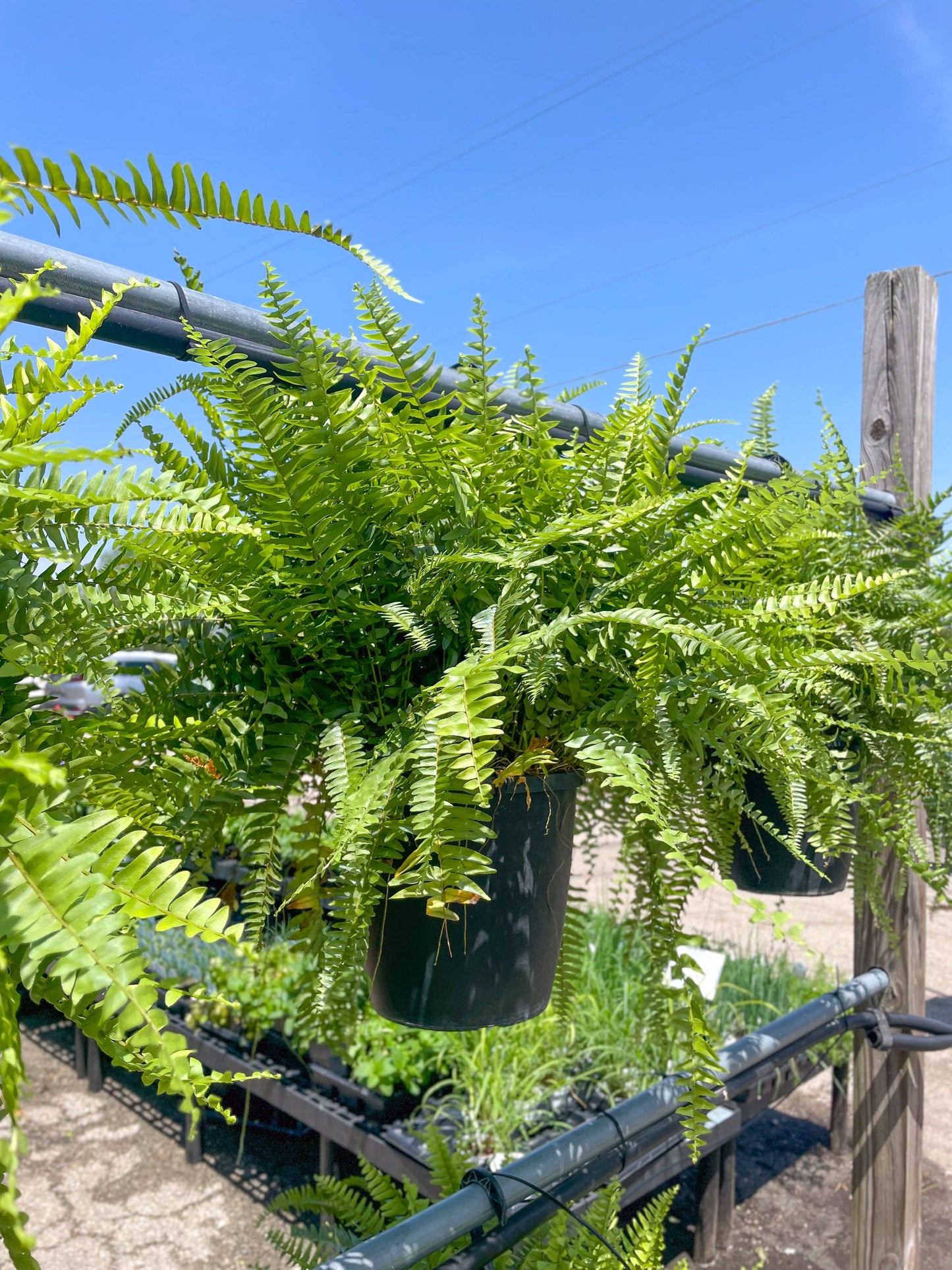 Boston Fern - 10" Diameter Hanging Basket - Live Plant