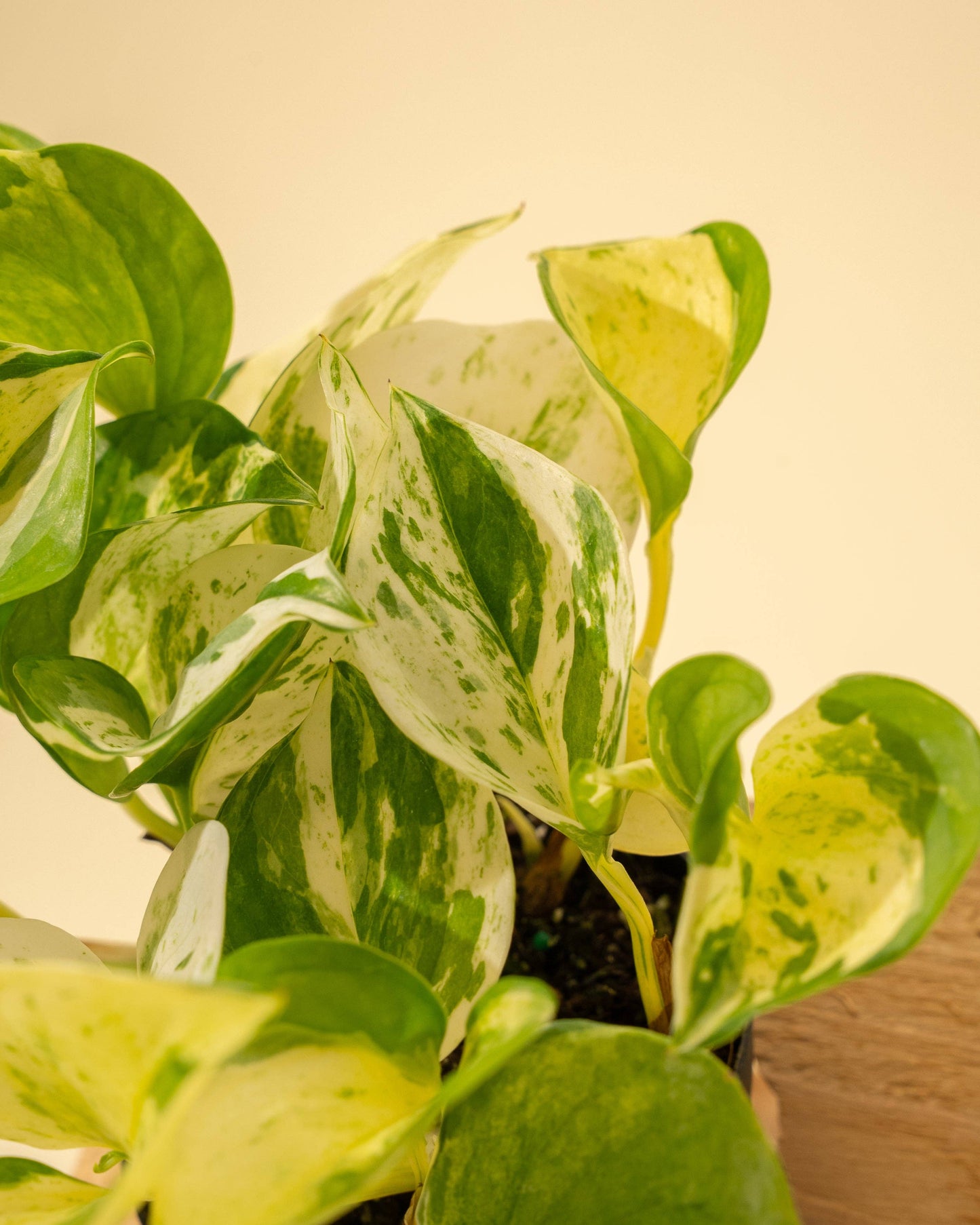 4" Epipremnum Aureum 'Manjula Compacta'