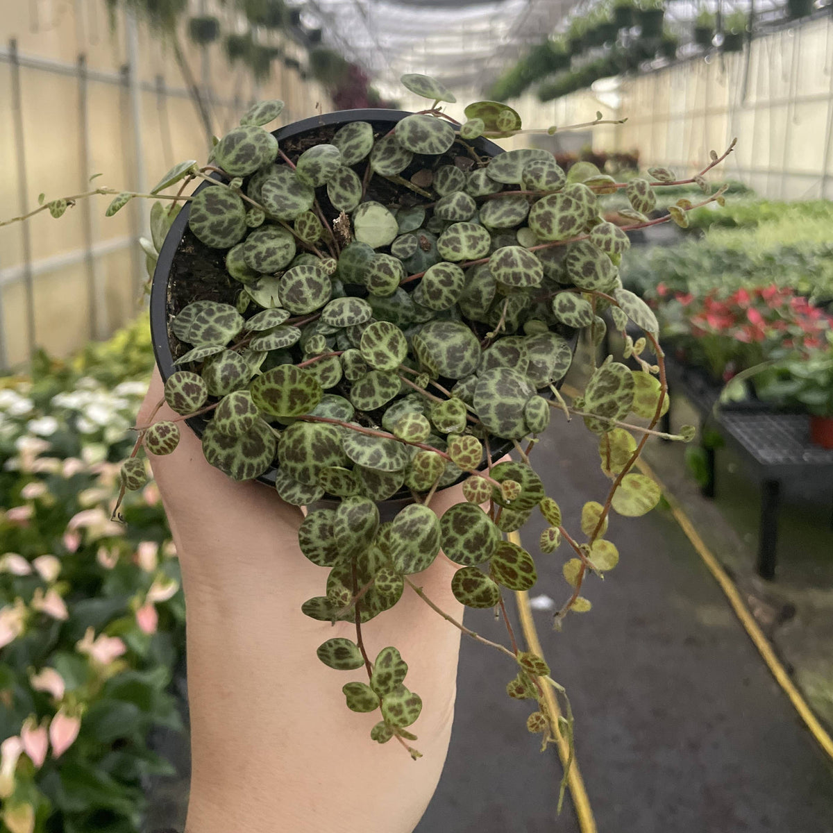 String of Turtles - Live Plant