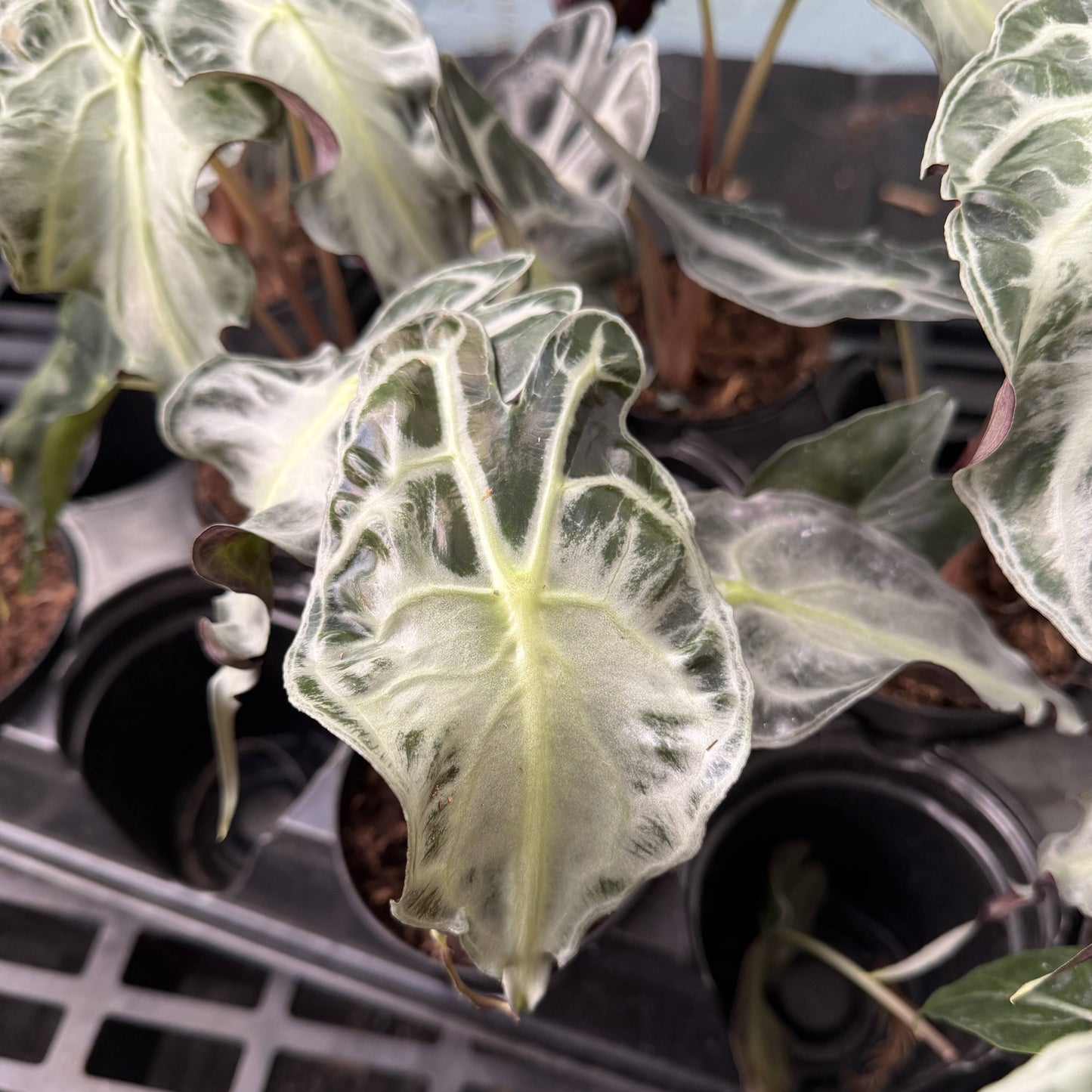 Alocasia Venom - 4" Live Plant