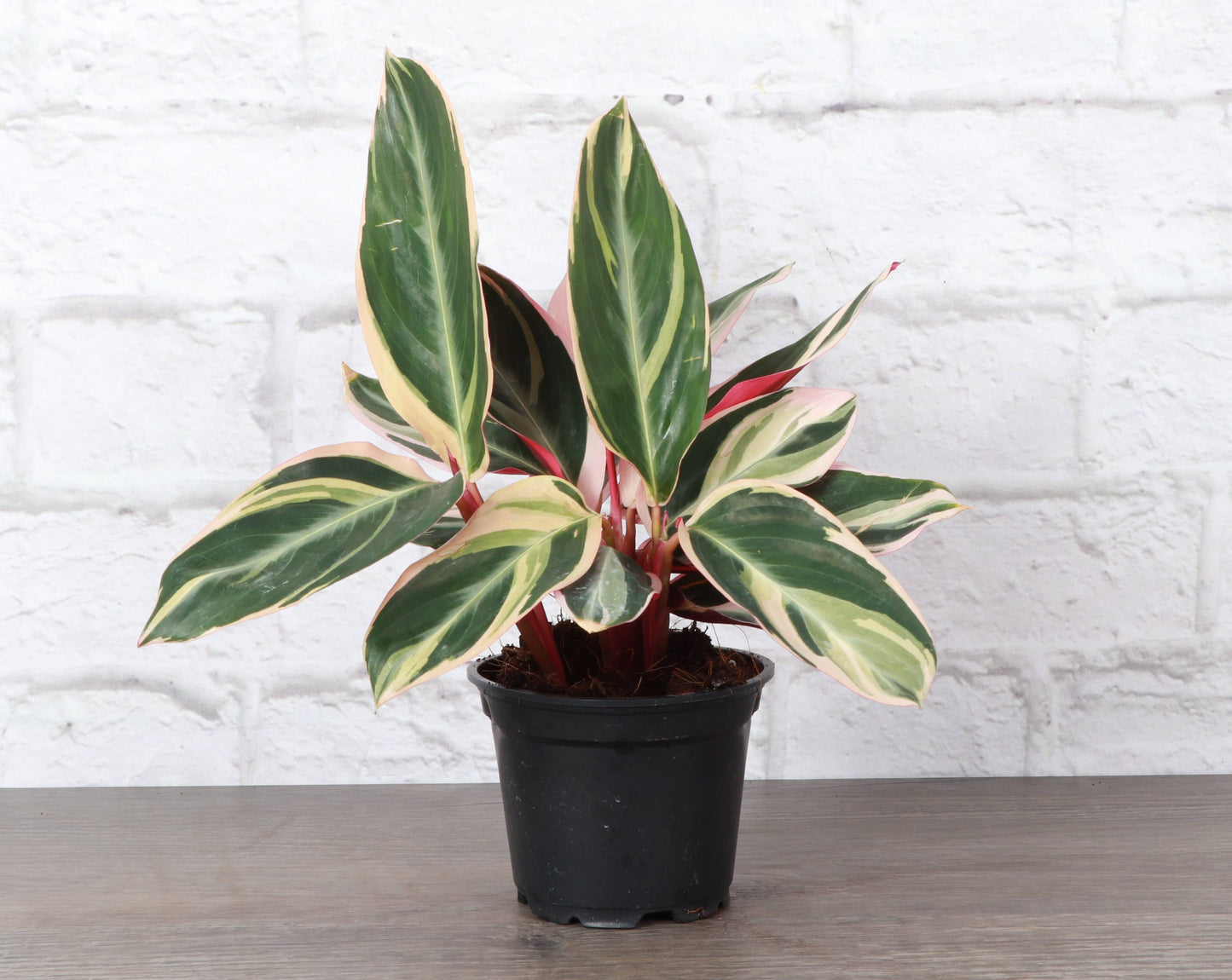 Stromanthe Triostar - Live Plant