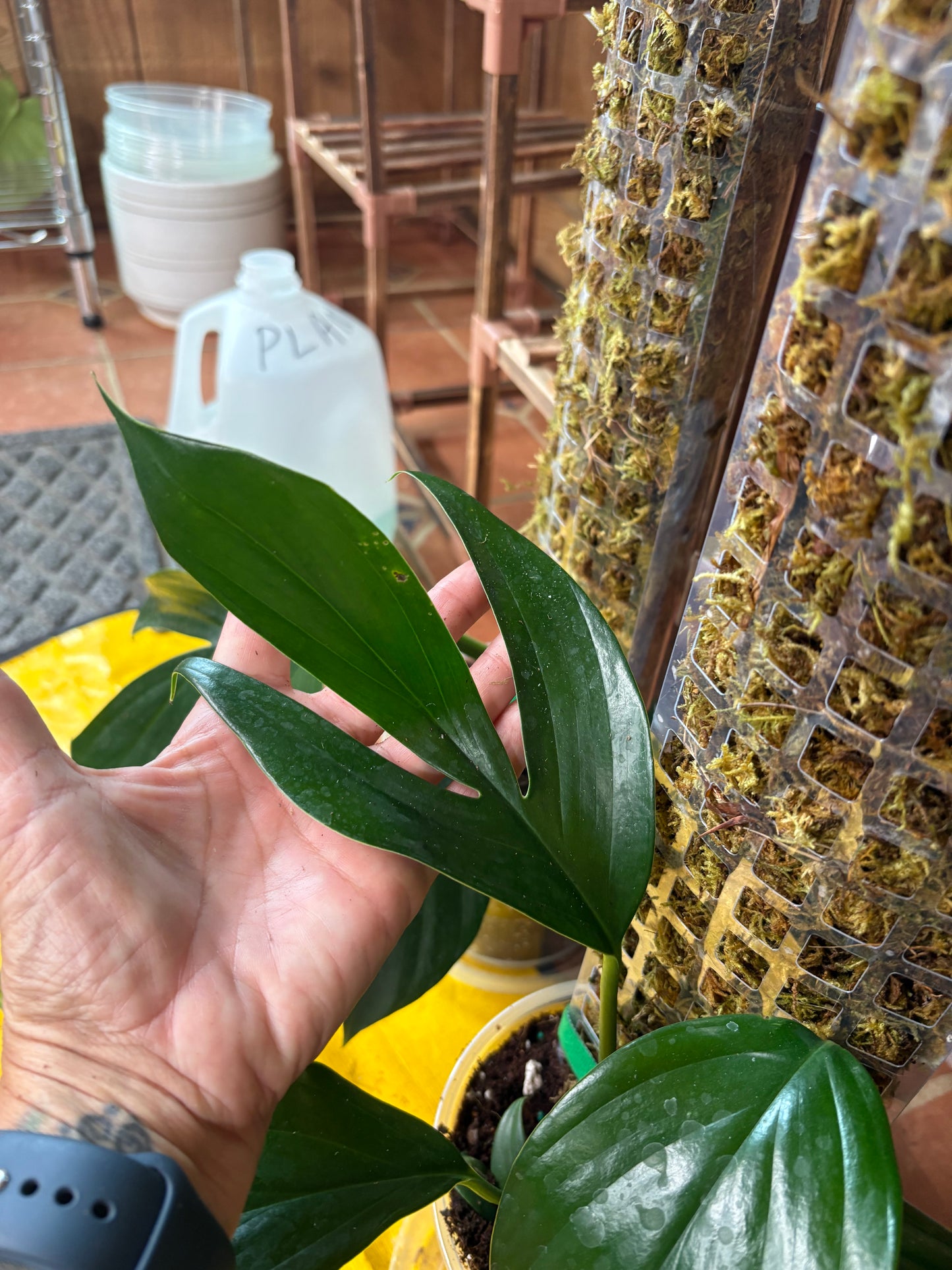 DRAGON TAIL (Rhaphidora Decursiva) 6” pot on moss pole