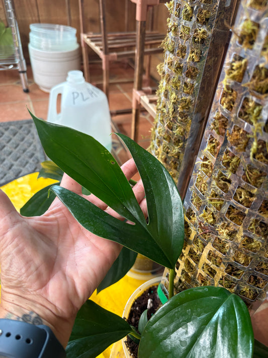 DRAGON TAIL (Rhaphidora Decursiva) 6” pot on moss pole