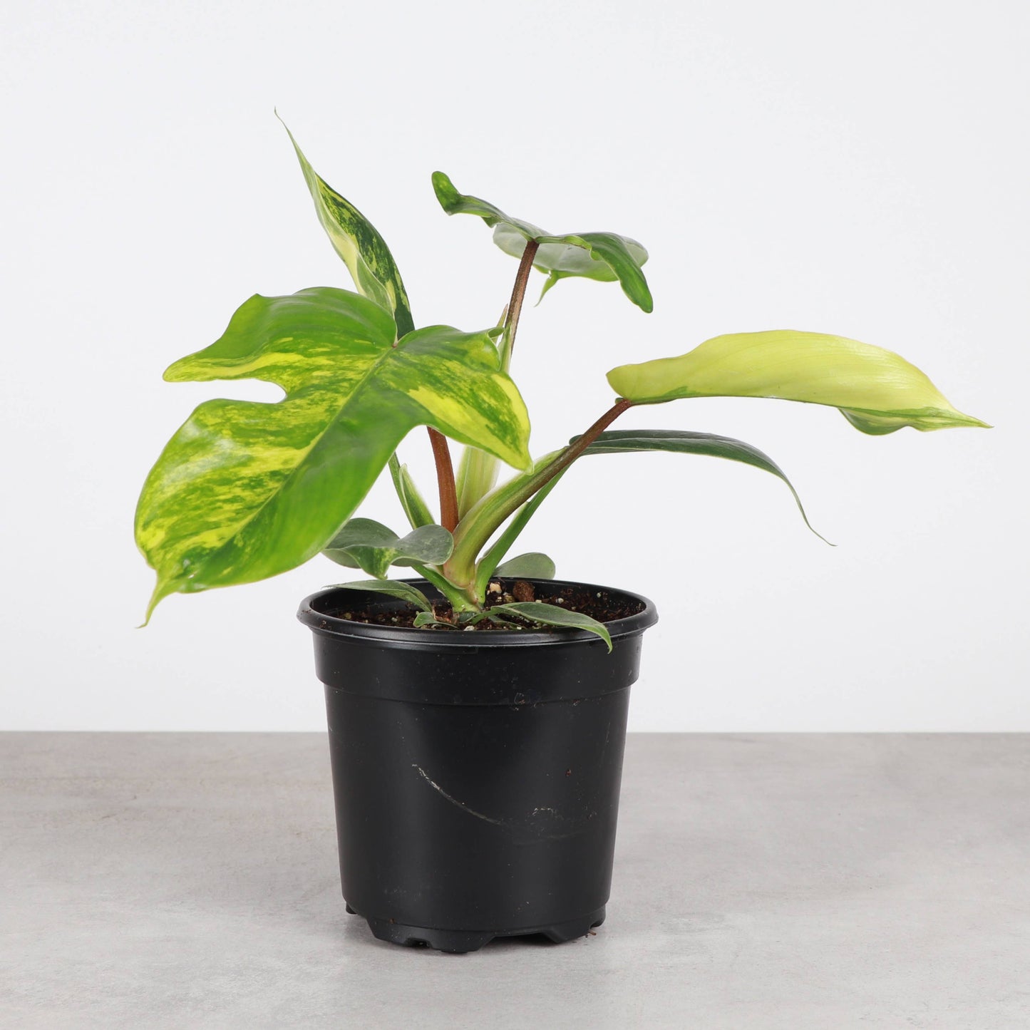 Variegated Florida Beauty Philodendron - 4" Live Rare Plant