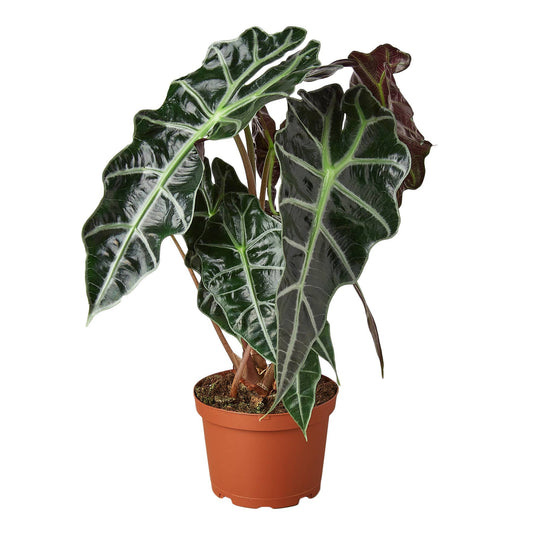 ALOCASIA AFRICAN MASK 6-inch aka Polly
