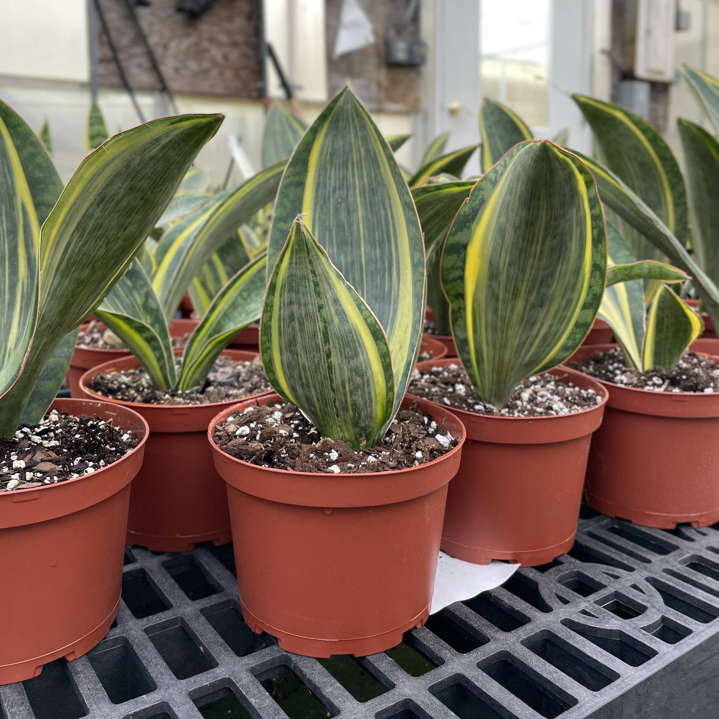 Variegated Whale Fin Snake Plant - Live Plant - Rare