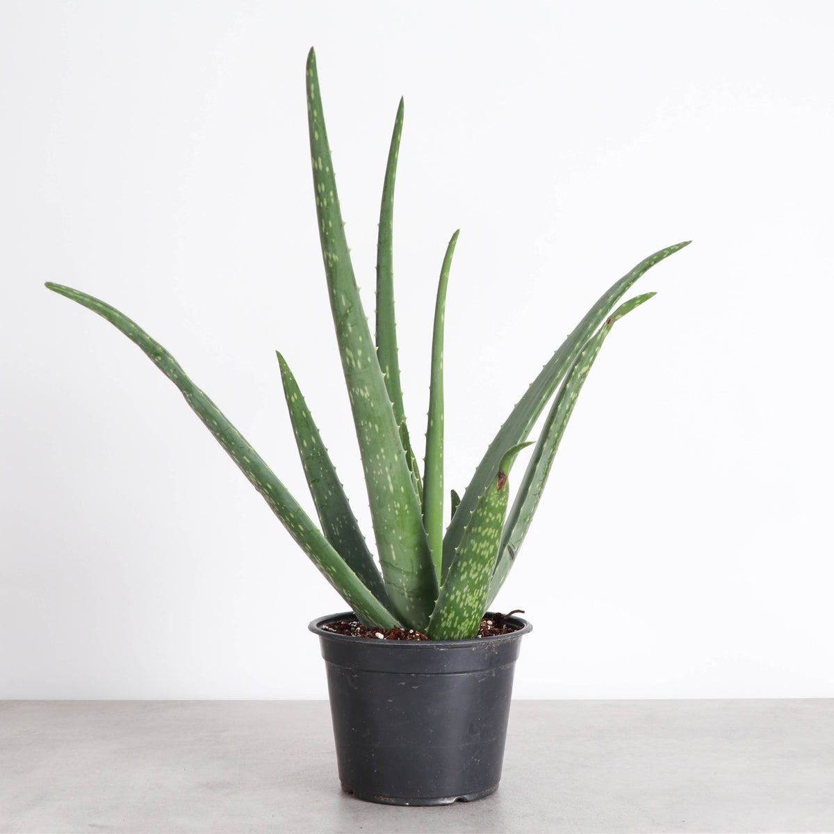 Aloe Vera Plant - Live Plant