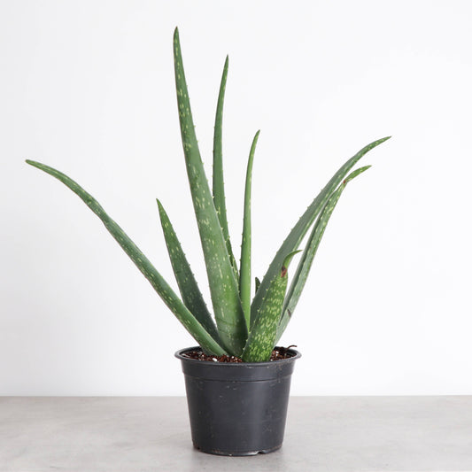 Aloe Vera Plant - Live Plant