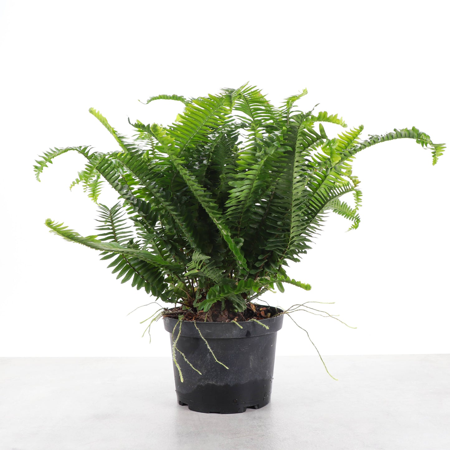 Kimberly Queen  Fern - 6" Live Plant