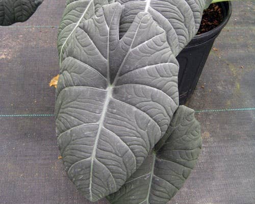 Alocasia Maharani starter