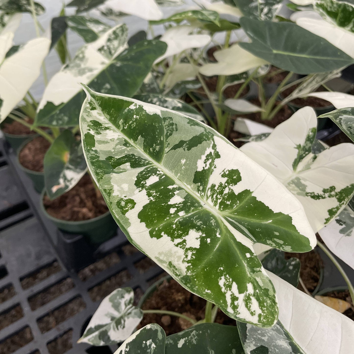 Variegated Alocasia Frydek - 4" Live Plant
