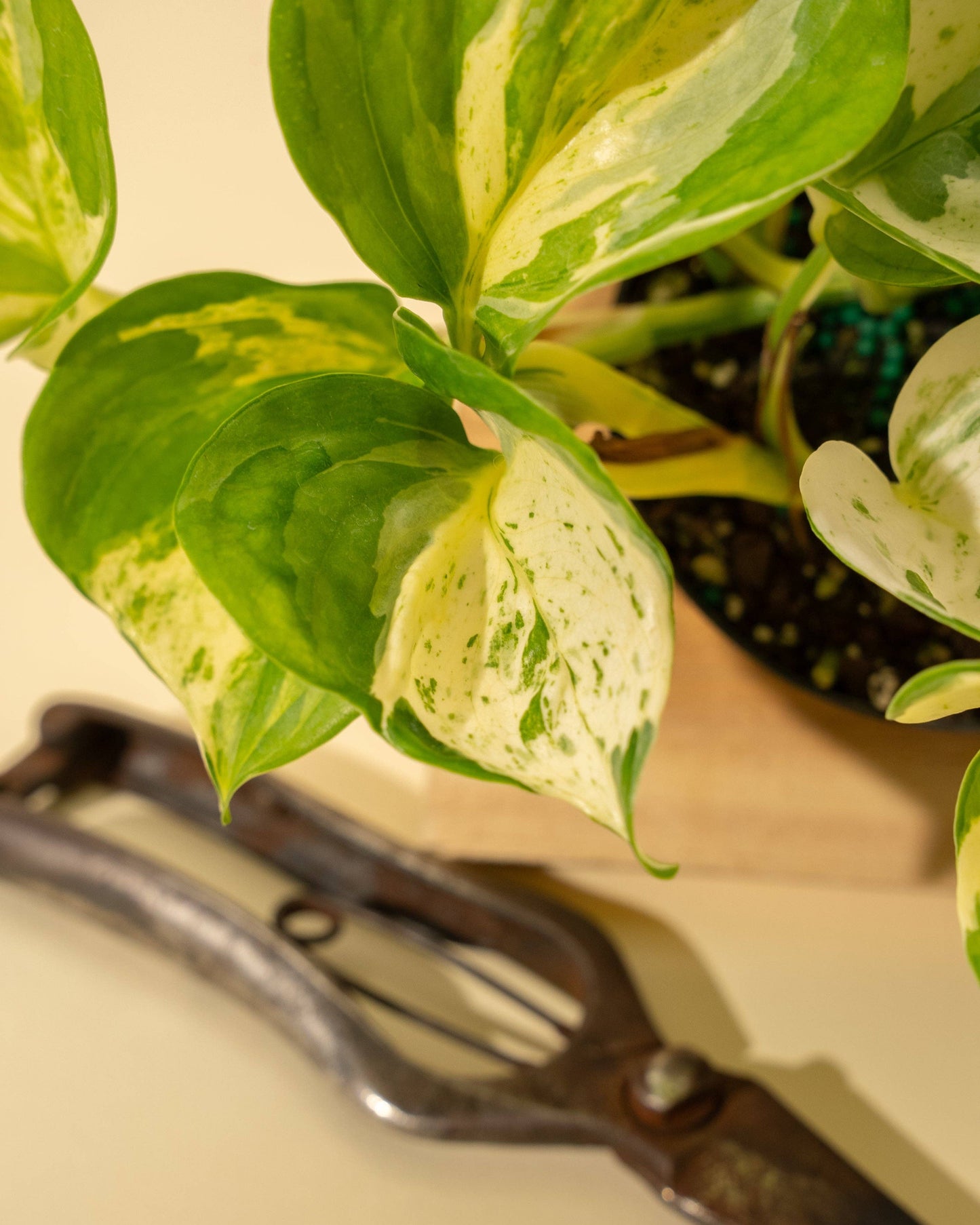 4" Epipremnum Aureum 'Manjula Compacta'