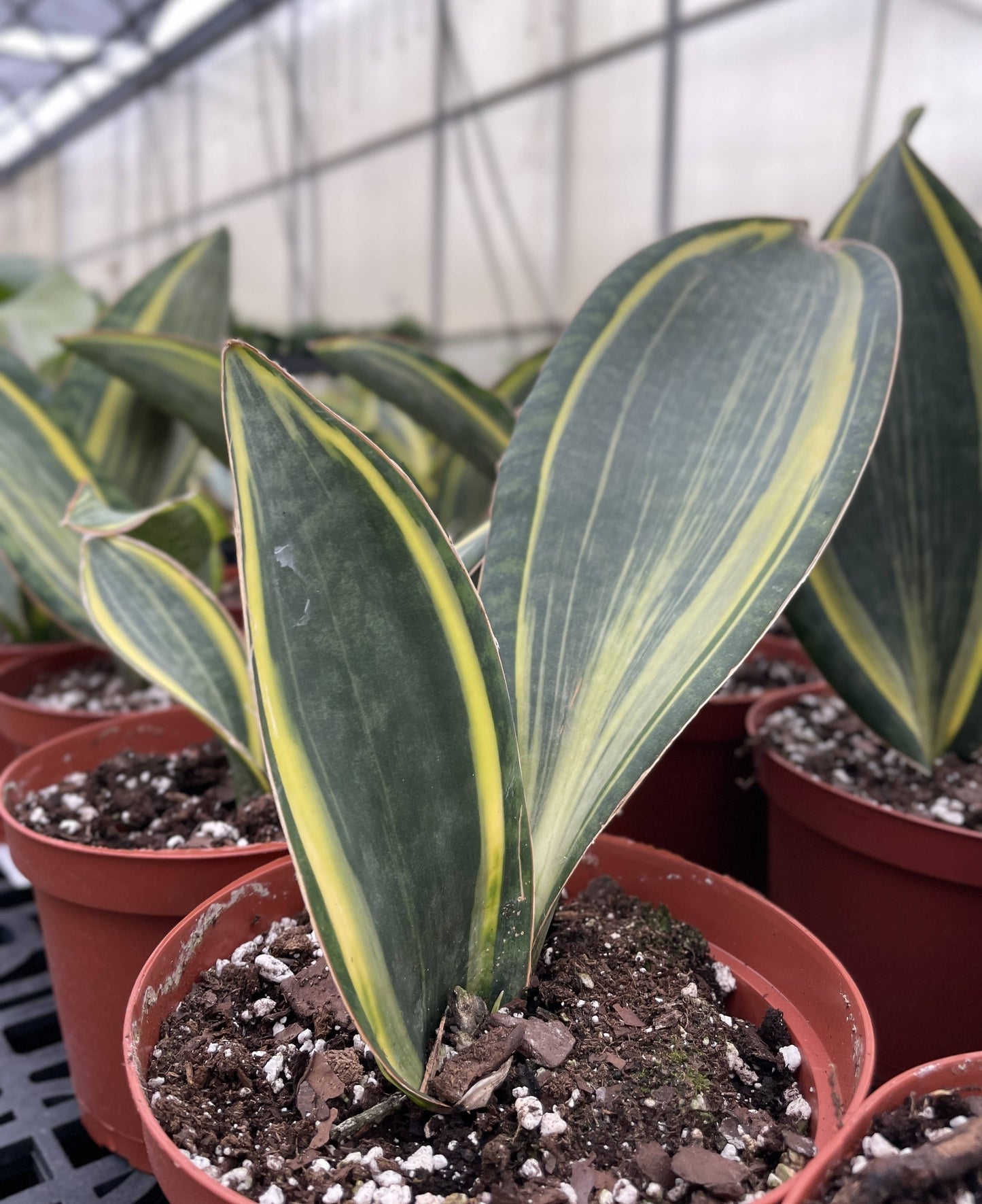 Variegated Whale Fin Snake Plant - Live Plant - Rare
