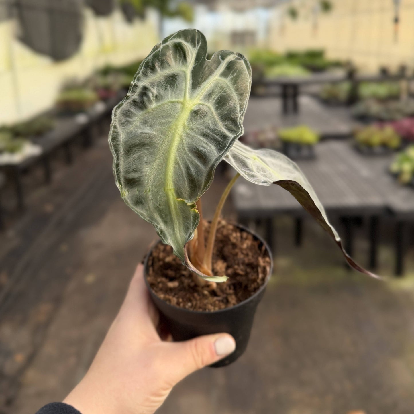 Alocasia Venom - 4" Live Plant
