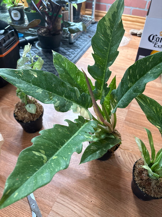 Ring of Fire Philodendron
