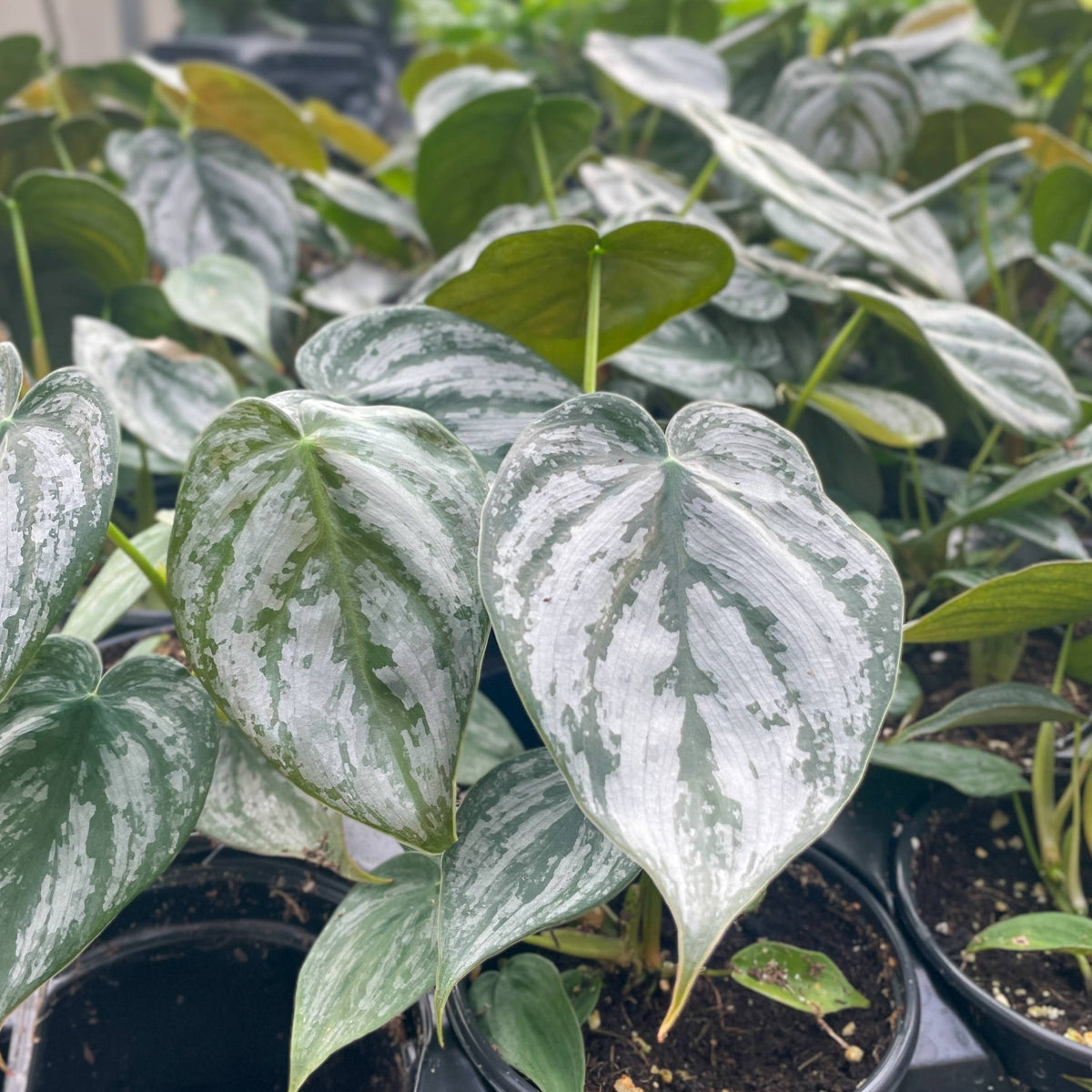 Philodendron Brandtianum - Live Plant