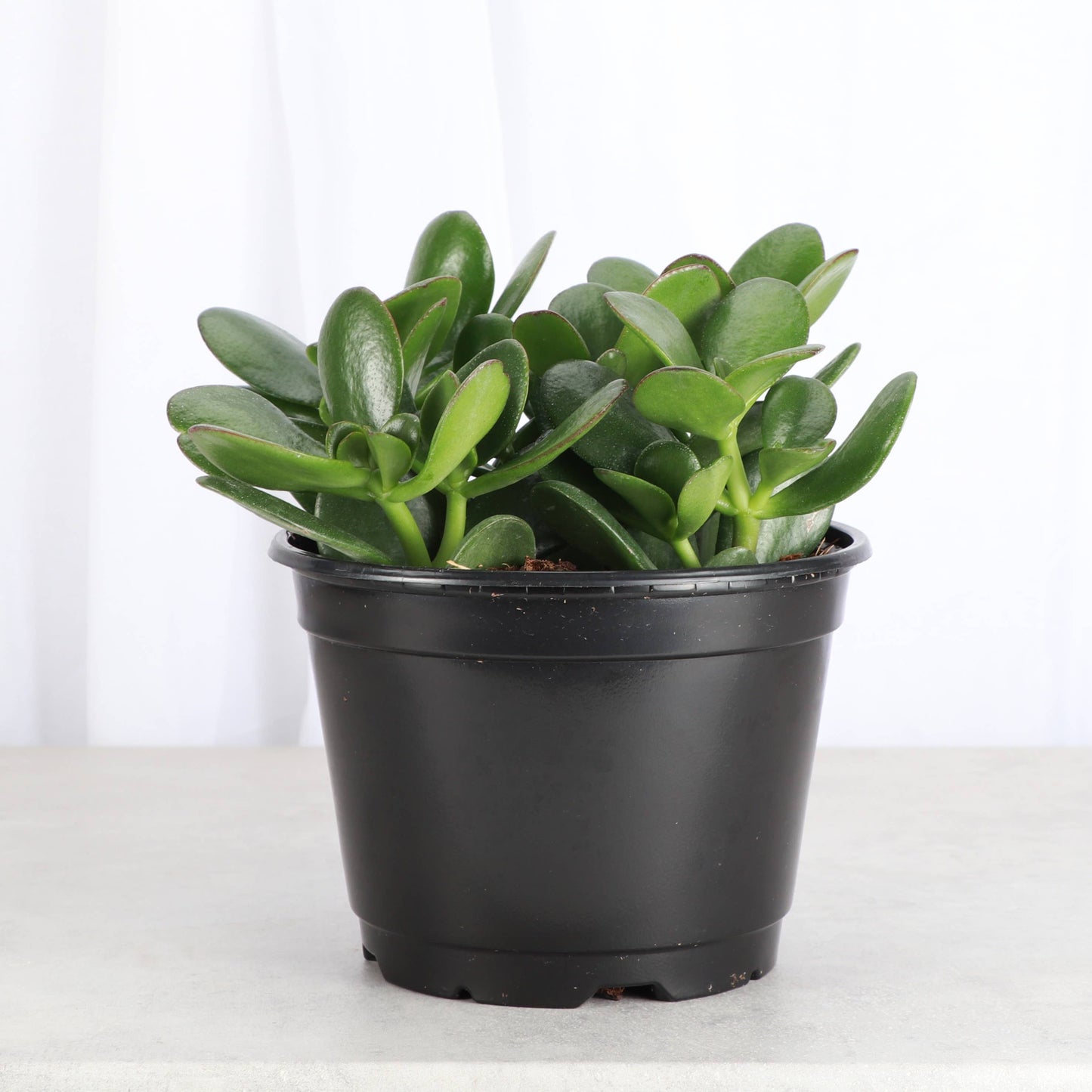 Jade Succulent Plant - Live Plant