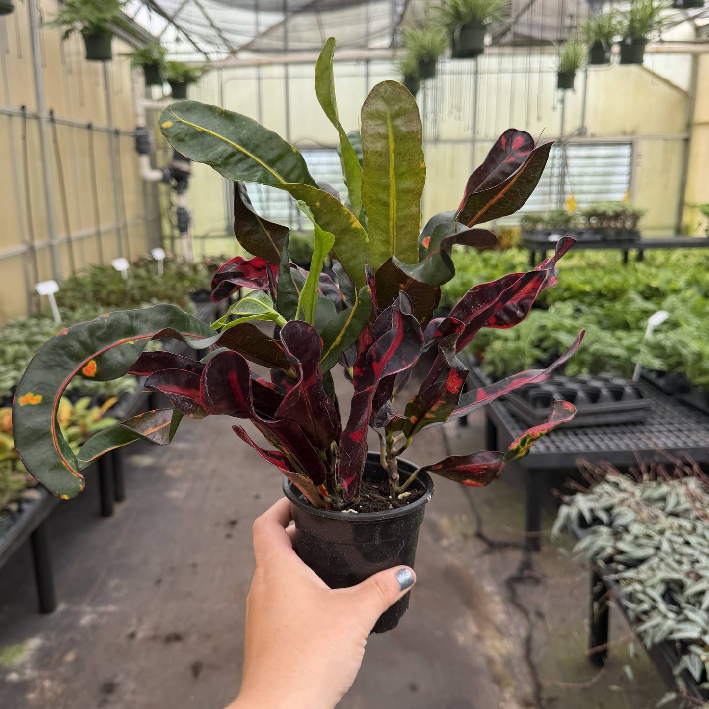 Mammy Croton - Live Plant