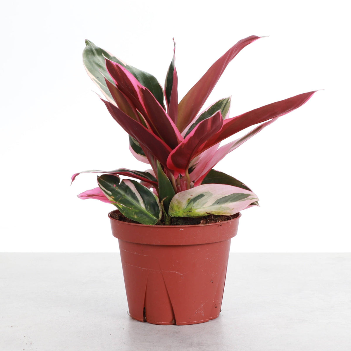 Stromanthe Triostar - Live Plant