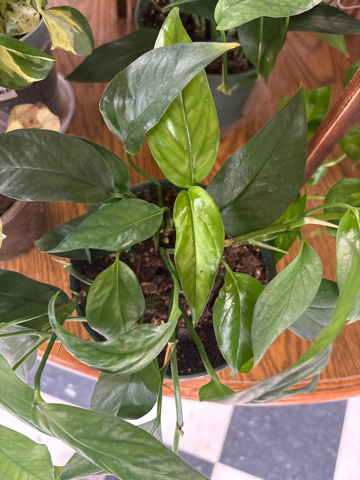 Baltic Blue Pothos 5"