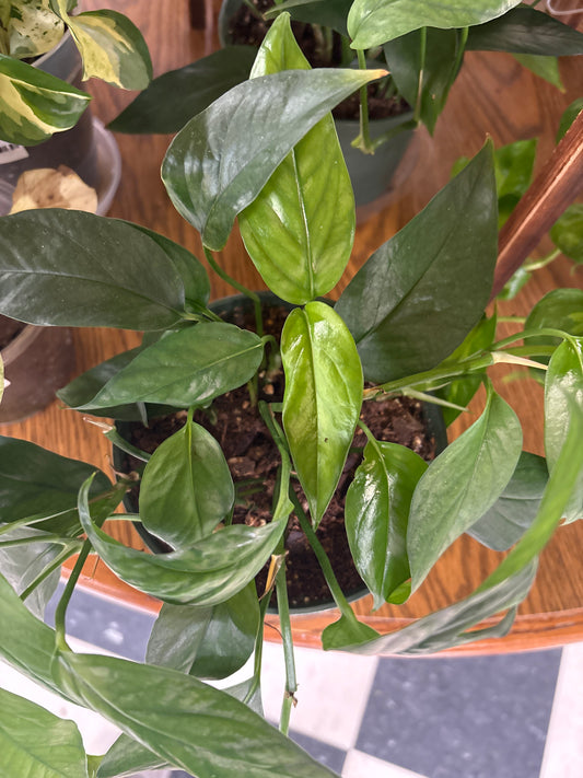 Baltic Blue Pothos 5"
