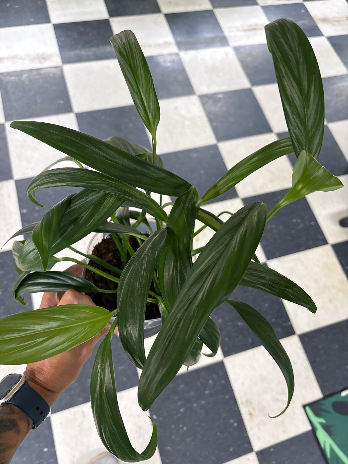 Pothos Silver Streak