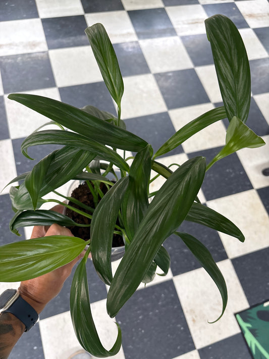 Pothos Silver Streak