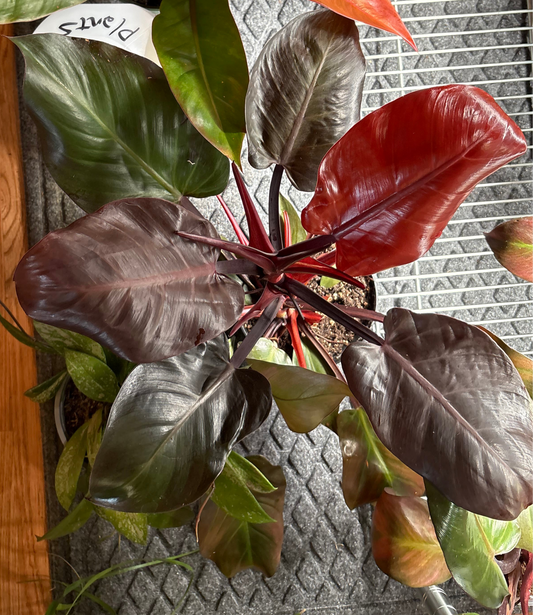 Philodendron Sun Red (Selloum hybrid), 6" pot