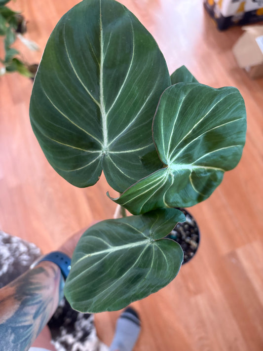 Philodendron Gloriousum