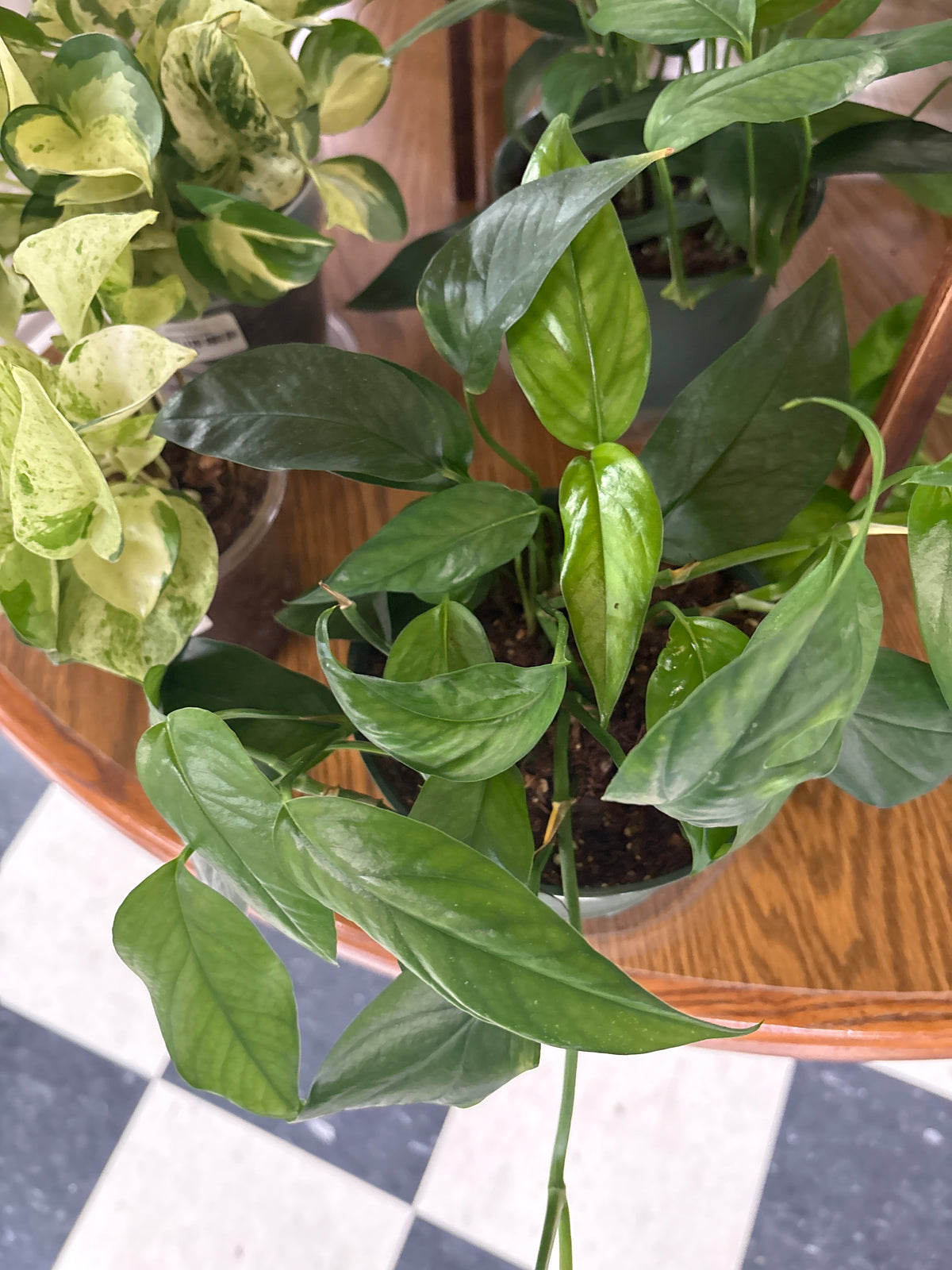 Baltic Blue Pothos 5"