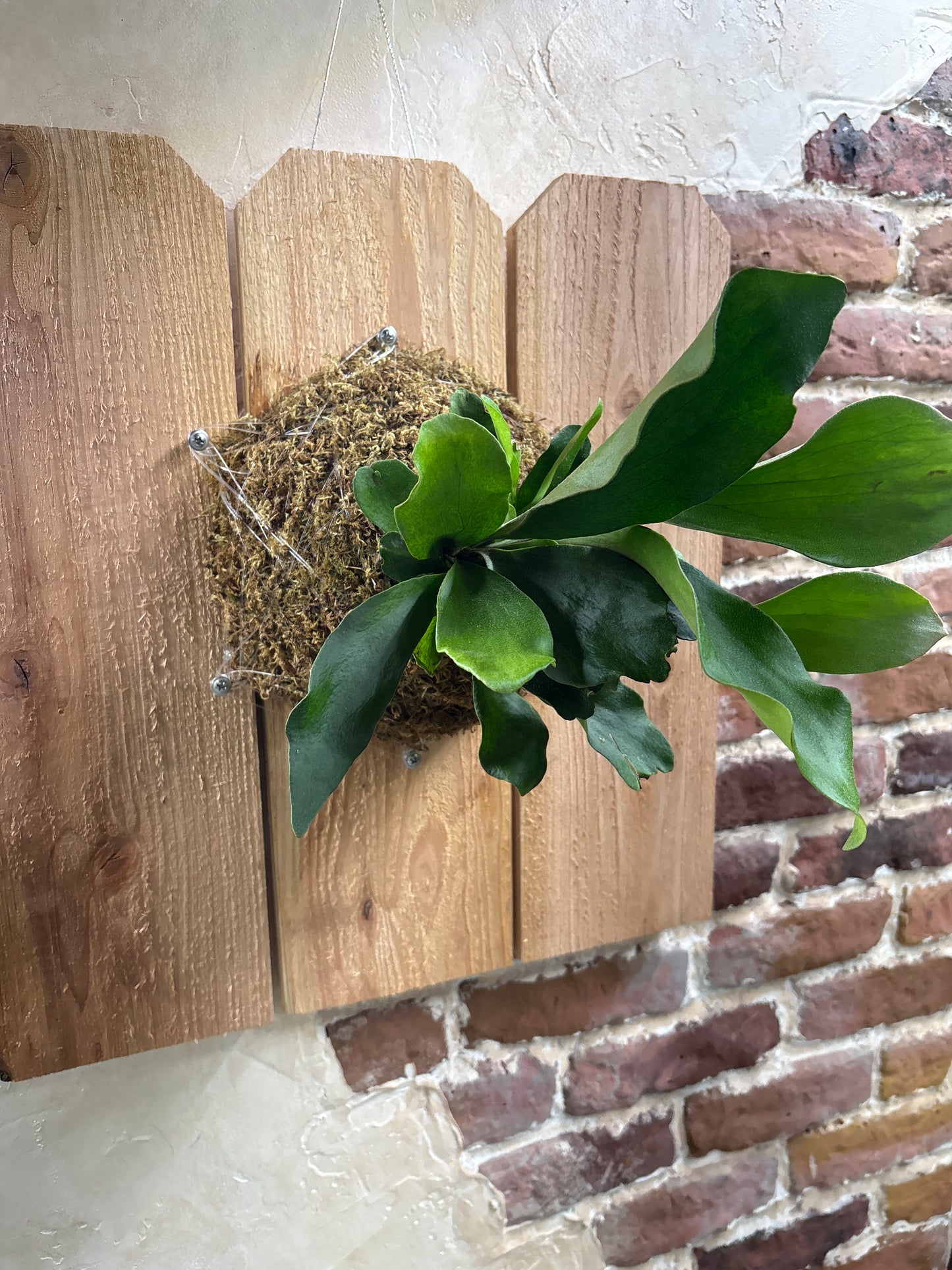 Staghorn Fern Mounting Class