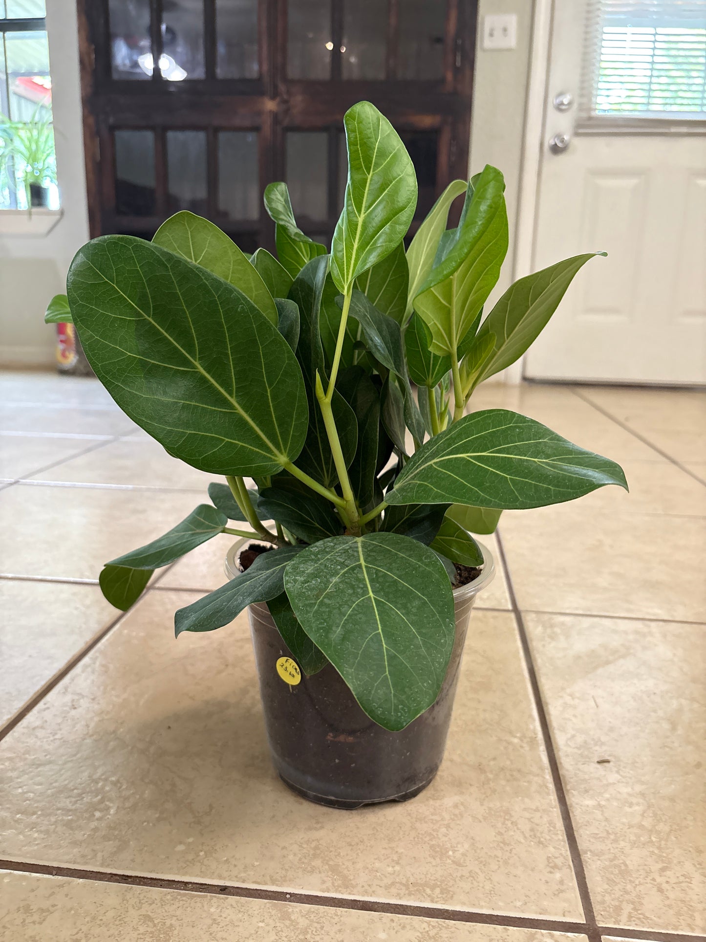 Ficus Audrey
