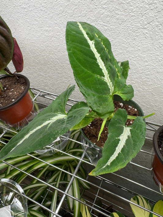 Syngonium Wendlandii, 4” pot