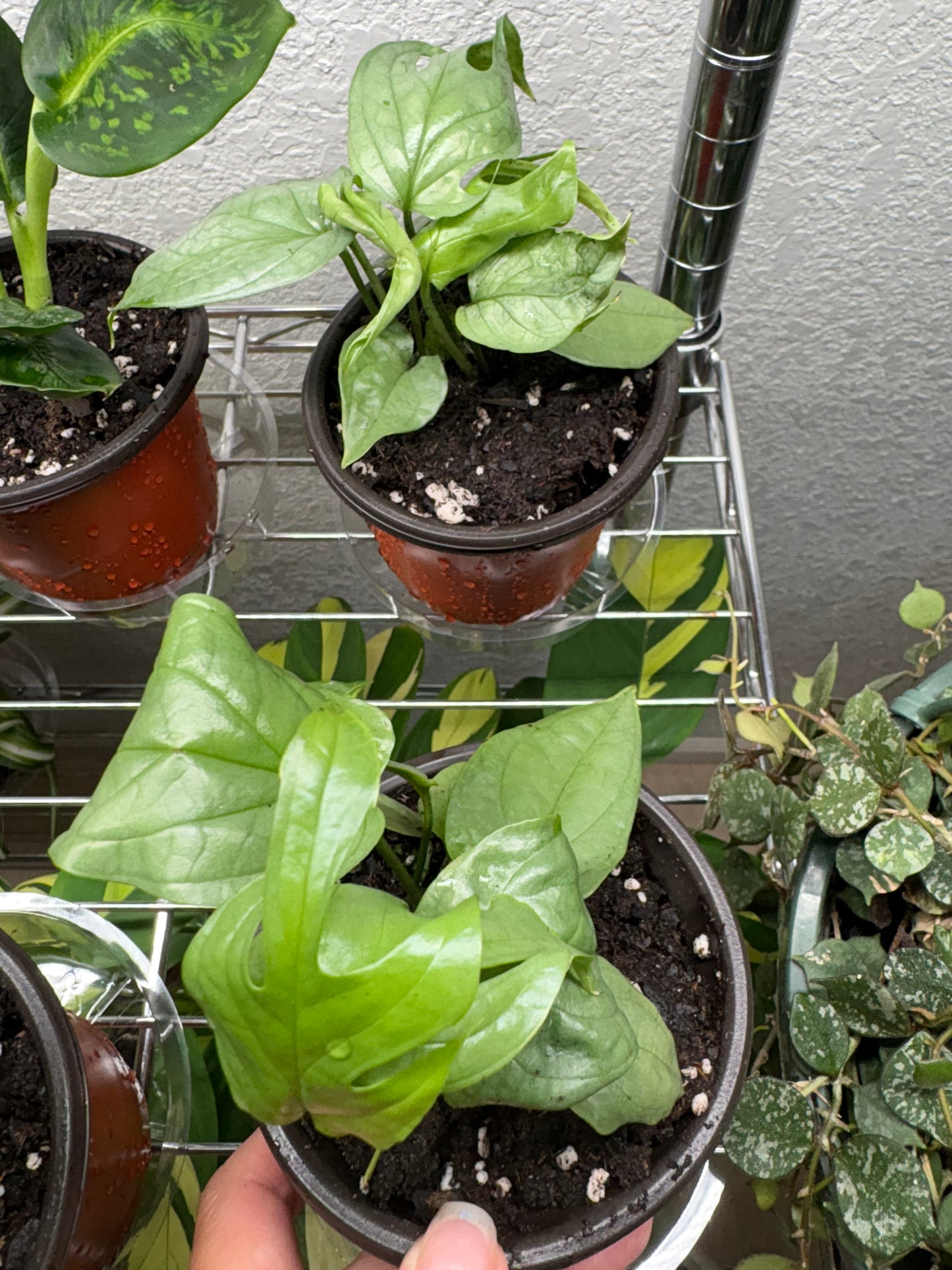 Monstera Amydrium “Spider-Man”