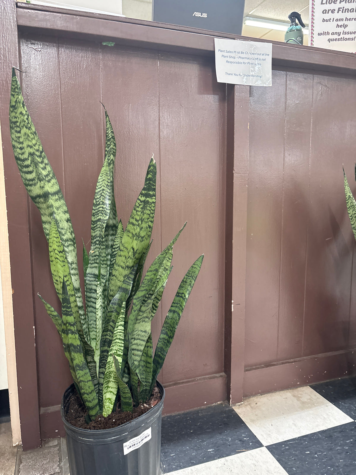 Snake plant "Zeylanica" 10" pot