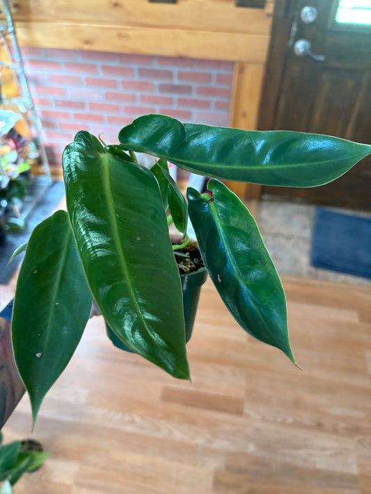 Philodendron Spiritus Sancti