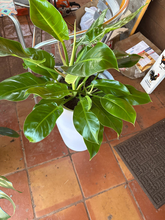 Moonlight in tall planter