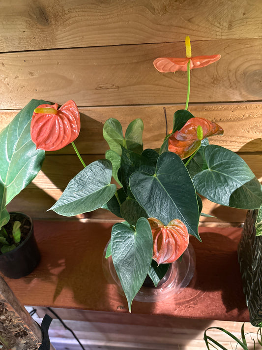 Anthurium “Flamingo”