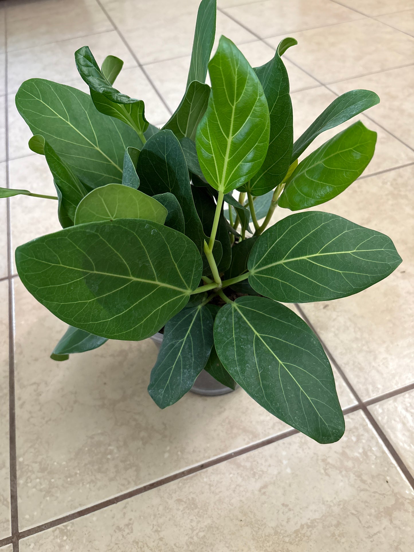 Ficus Audrey