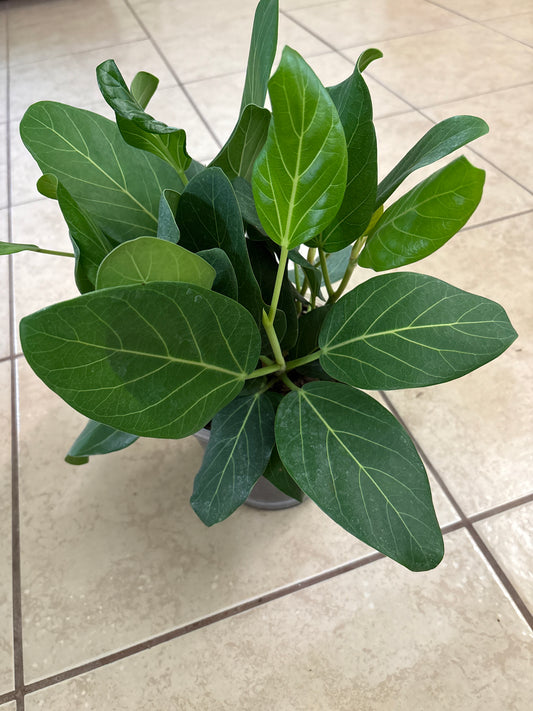Ficus Audrey