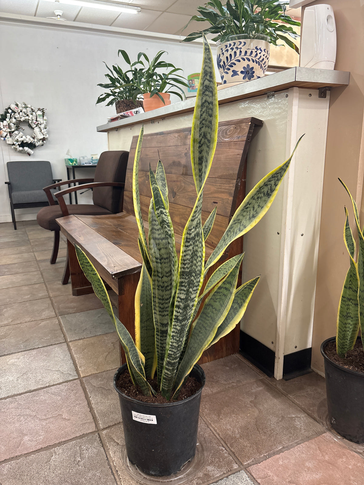 Snake plant Laurentii 10" pot