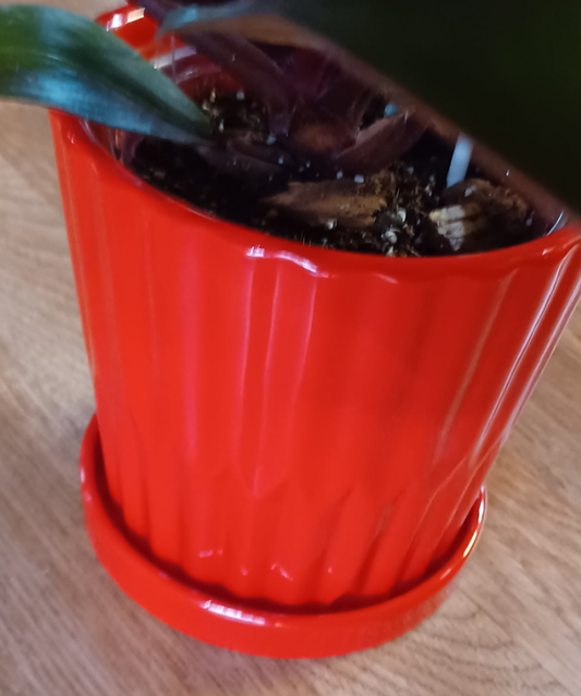 6" Ceramic Cover Pot (works for 5" to 6" Nursery pot but not 6" azalea pot). PLANT priced Separately